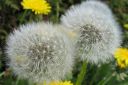 Voikukka2C_Taraxacum_officinale_IMG_8554.jpg