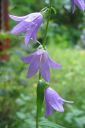 Vuohenkello2C_Campanula_rapunculoides_IMG_6823.jpg