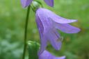 Vuohenkello2C_Campanula_rapunculoides_IMG_6824.jpg