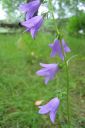 Vuohenkello2C_Campanula_rapunculoides_IMG_6890.jpg