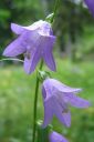 Vuohenkello2C_Campanula_rapunculoides_IMG_6892.jpg