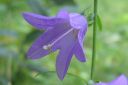 Vuohenkello2C_Campanula_rapunculoides_IMG_6894.jpg