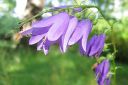 Vuohenkello2C_Campanula_rapunculoides_IMG_8344.jpg