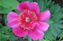 Vuokkopioni2C_Paeonia_officinalis_Anemoniflora___IMG_1123.jpg