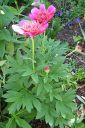 Vuokkopioni2C_Paeonia_officinalis_Anemoniflora___IMG_4204.jpg