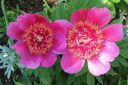 Vuokkopioni2C_Paeonia_officinalis_Anemoniflora___IMG_4205.jpg