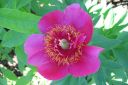 Vuokkopioni2C_Paeonia_officinalis__Anemoniflora___IMG_0844.jpg