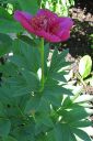 Vuokkopioni2C_Paeonia_officinalis__Anemoniflora___IMG_0845.jpg