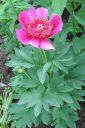 Vuokkopioni2C_Paeonia_officinalis__Anemoniflora___IMG_1122.jpg