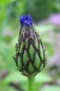 Vuorikaunokki2C_Centaurea_montana_IMG_0211.jpg