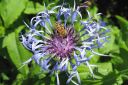 Vuorikaunokki2C_Centaurea_montana_IMG_0850.jpg