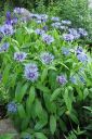 Vuorikaunokki2C_Centaurea_montana_IMG_1121.jpg