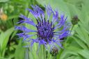 Vuorikaunokki2C_Centaurea_montana_IMG_2094.jpg