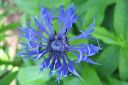 Vuorikaunokki2C_Centaurea_montana_IMG_9490.jpg