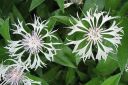 Vuorikaunokki2C_Centaurea_montana__Alba__IMG_2115.jpg