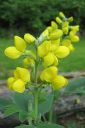 Vuorirevonpapu2C_Thermopsis_montana_IMG_0713.jpg