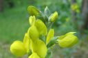 Vuorirevonpapu2C_Thermopsis_montana_IMG_0714.jpg