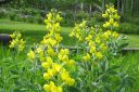 Vuorirevonpapu2C_Thermopsis_montana_IMG_1992.jpg