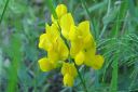 Vuorirevonpapu2C_Thermopsis_montana_IMG_2274.jpg