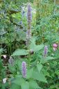 Yrtti-iiso2C_Agastache_foeniculum_IMG_0420.jpg