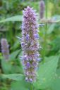 Yrtti-iiso2C_Agastache_foeniculum_IMG_0421.jpg