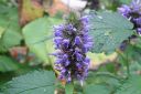 Yrtti-iiso2C_Agastache_foeniculum_IMG_8082.jpg