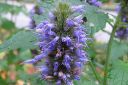 Yrtti-iiso2C_Agastache_foeniculum_IMG_8084.jpg