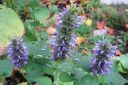 Yrtti-iiso2C_Agastache_foeniculum_IMG_8086.jpg