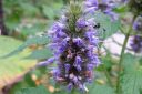 Yrtti-iiso2C_Agastache_foeniculum_IMG_8087.jpg