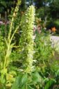 Yrtti-iiso2C_Agastache_foeniculum_IMG_9021.jpg