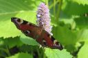 Yrtti-iiso2C_Agastache_foeniculum_IMG_9735.jpg