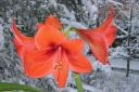 Amaryllis_28jaloritarinkukka292C_Hippeastrum_x_hortorum_IMG_0009.jpg