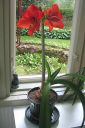 Amaryllis_28jaloritarinkukka292C_Hippeastrum_x_hortorum_IMG_0270.jpg