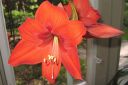 Amaryllis_28jaloritarinkukka292C_Hippeastrum_x_hortorum_IMG_0272.jpg