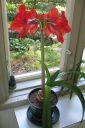 Amaryllis_28jaloritarinkukka292C_Hippeastrum_x_hortorum_IMG_0504.jpg