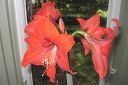 Amaryllis_28jaloritarinkukka292C_Hippeastrum_x_hortorum_IMG_0505.jpg