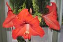 Amaryllis_28jaloritarinkukka292C_Hippeastrum_x_hortorum_IMG_0507.jpg