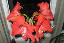 Amaryllis_28jaloritarinkukka292C_Hippeastrum_x_hortorum_IMG_0971.jpg