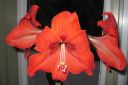 Amaryllis_28jaloritarinkukka292C_Hippeastrum_x_hortorum_IMG_0975.jpg