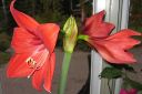 Tiedostonimi=Amaryllis_28jaloritarinkukka292C_Hippeastrum_x_hortorum_IMG_1184.jpg
Tiedostokoko=45kt
Koko=600x400
Lisätty=13.03.2011 Amaryllis_28jaloritarinkukka292C_Hippeastrum_x_hortorum_IMG_1184.jpg
