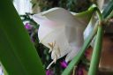 Amaryllis_28jaloritarinkukka292C_Hippeastrum_x_hortorum_IMG_2354.jpg