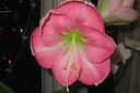 Amaryllis_28jaloritarinkukka292C_Hippeastrum_x_hortorum_IMG_2424.jpg