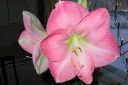 Amaryllis_28jaloritarinkukka292C_Hippeastrum_x_hortorum_IMG_2430.jpg