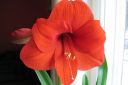 Amaryllis_28jaloritarinkukka292C_Hippeastrum_x_hortorum_IMG_2438.jpg