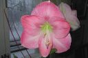 Amaryllis_28jaloritarinkukka292C_Hippeastrum_x_hortorum_IMG_2487.jpg