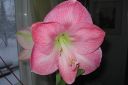 Amaryllis_28jaloritarinkukka292C_Hippeastrum_x_hortorum_IMG_2488.jpg