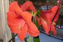 Amaryllis_28jaloritarinkukka292C_Hippeastrum_x_hortorum_IMG_2525.jpg