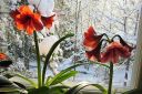 Amaryllis_28jaloritarinkukka292C_Hippeastrum_x_hortorum_IMG_3021.jpg