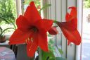 Amaryllis_28jaloritarinkukka292C_Hippeastrum_x_hortorum_IMG_3907.jpg