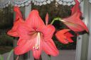 Amaryllis_28jaloritarinkukka292C_Hippeastrum_x_hortorum_IMG_4525.jpg